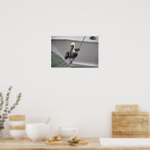 Brown Pelican Balancing on a Rope, Florida Poster (Küche)