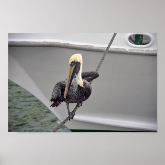 Brown Pelican Balancing on a Rope, Florida Poster (Vorne)