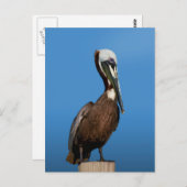 Brown Pelican Bird auf dem Postweg Postkarte (Vorne/Hinten)