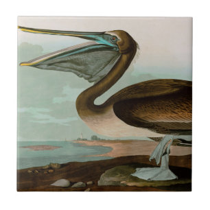 Brown Pelican Birds America Audubon Print Fliese