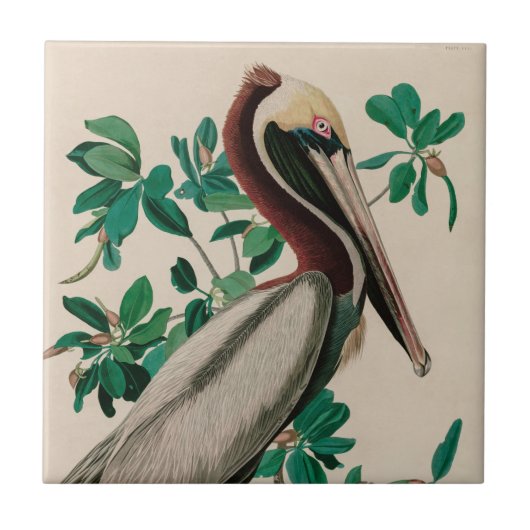 Brown Pelican Birds America Audubon Print Fliese (Vorderseite)