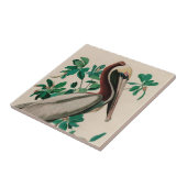 Brown Pelican Birds America Audubon Print Fliese (Seite)