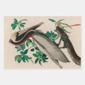 Brown Pelican Birds America Audubon Print Geschenkpapier Set (Vorderseite 2)