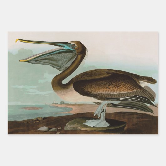 Brown Pelican Birds America Audubon Print Geschenkpapier Set (Vorderseite)