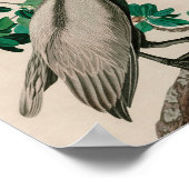 Brown Pelican Birds America Audubon Print Poster (Ecke)