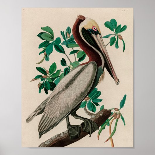 Brown Pelican Birds America Audubon Print Poster (Vorne)