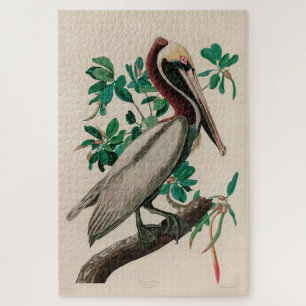 Brown Pelican Birds America Audubon Print Puzzle