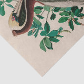 Brown Pelican Birds America Audubon Print Seidenpapier (Ausschnitt)