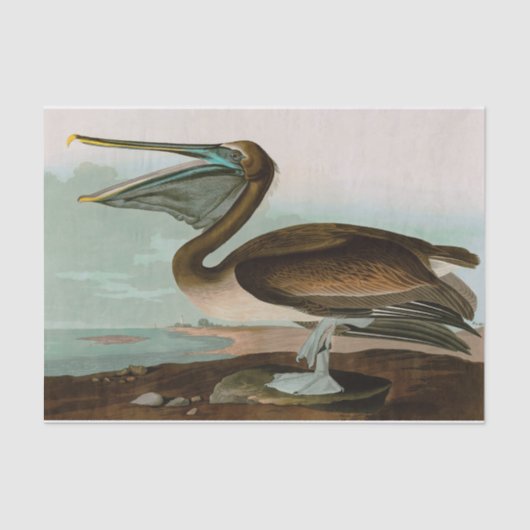 Brown Pelican Birds America Audubon Print Seidenpapier (Vorderseite)