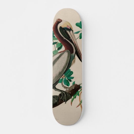 Brown Pelican Birds America Audubon Print Skateboard (Vorne)