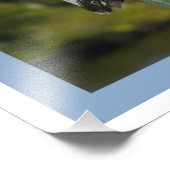 Brown Pelican Fotodruck (Ecke)