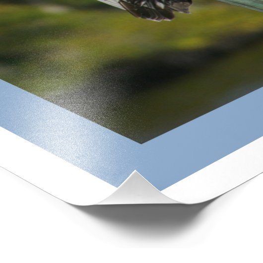 Brown Pelican Fotodruck (Ecke)