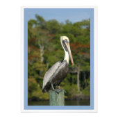 Brown Pelican Fotodruck (Vorne)