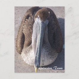 Brown Pelican Galveston Texas Postcard Postkarte