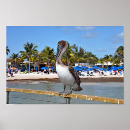 Brown Pelican, Higgs Beach, Key West, Florida Poster