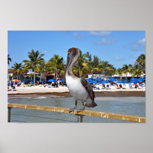 Brown Pelican, Higgs Beach, Key West, Florida Poster (Vorne)