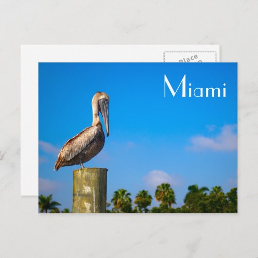 Brown Pelican in Miami - Postkarte (Vorne/Hinten)