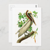 Brown Pelican John James Audubon Birds of America Postkarte (Vorne/Hinten)