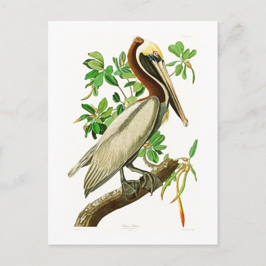 Brown Pelican John James Audubon Birds of America Postkarte (Vorderseite)