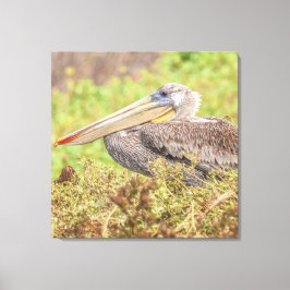 Brown Pelican Leinwanddruck
