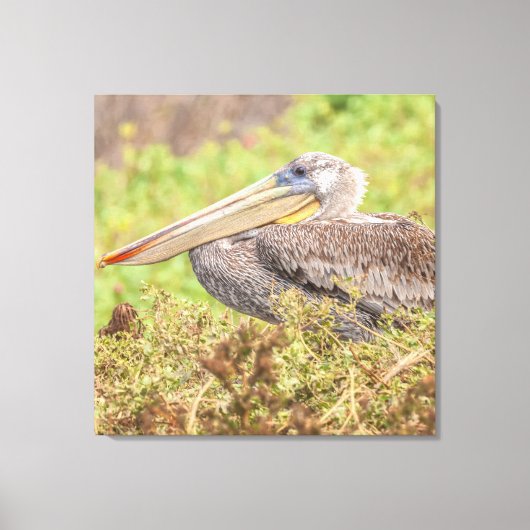 Brown Pelican Leinwanddruck (Vorderseite)