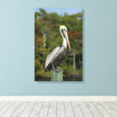 Brown Pelican Leinwanddruck (Insitu (Holzboden))