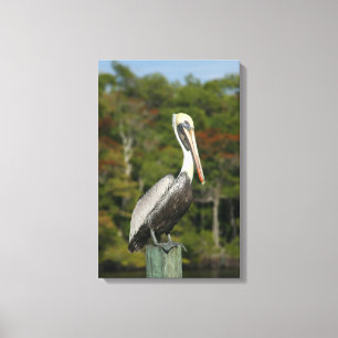 Brown Pelican Leinwanddruck