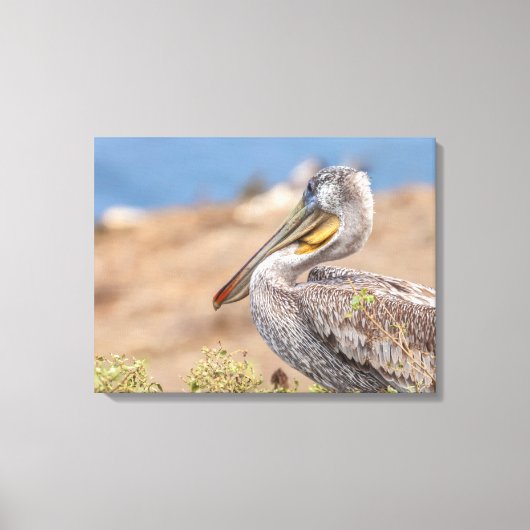 Brown Pelican Leinwanddruck (Vorderseite)