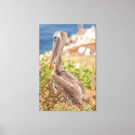 Brown Pelican Leinwanddruck (Vorderseite)