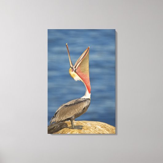 Brown Pelican mit offenem Mund Leinwanddruck (Vorderseite)