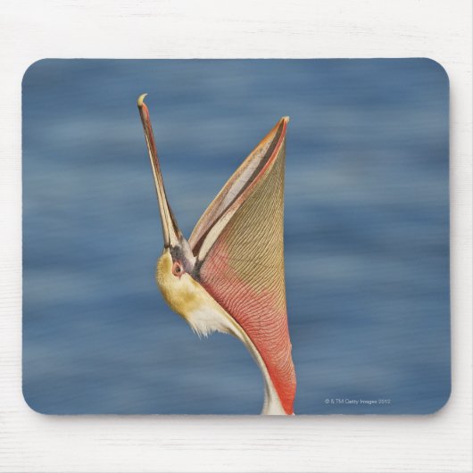 Brown Pelican mit offenem Mund Mousepad (Vorne)