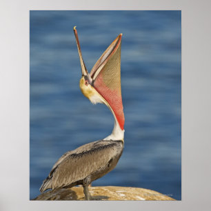 Brown Pelican mit offenem Mund Poster