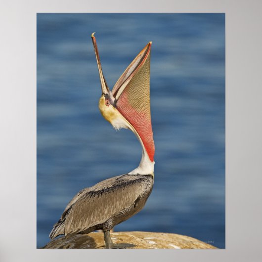 Brown Pelican mit offenem Mund Poster (Vorne)