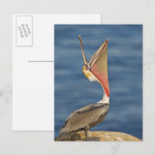 Brown Pelican mit offenem Mund Postkarte (Vorne/Hinten)