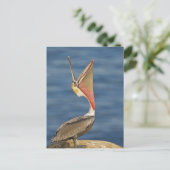 Brown Pelican mit offenem Mund Postkarte (Stehend Vorderseite)