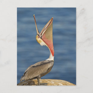 Brown Pelican mit offenem Mund Postkarte