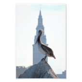Brown Pelican mit Terminal Tower in Cleveland Fotodruck (Vorne)