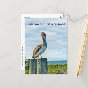 Brown Pelican Outer Banks NC Postcard Postkarte