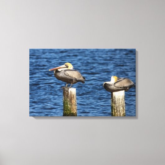 Brown Pelican Pair Roosting auf Posts Canvas Print Leinwanddruck (Vorderseite)