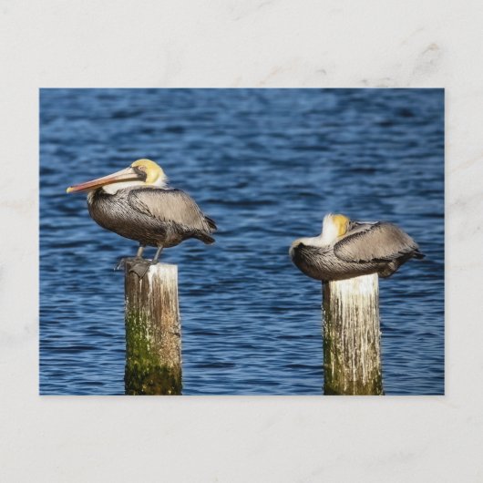 Brown Pelican Pair Roosting auf Posts Postkarte (Vorderseite)