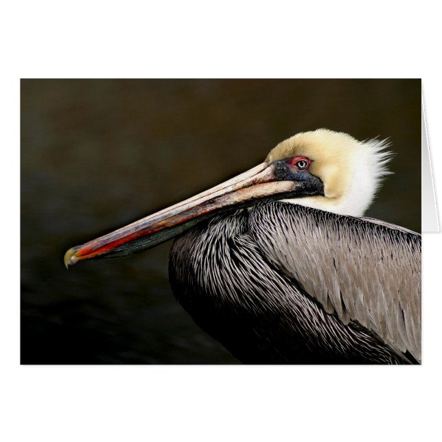 Brown Pelican Portrait (Vorderseite (Horizontal))