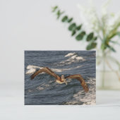 Brown Pelican Postcard Postkarte (Stehend Vorderseite)
