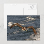 Brown Pelican Postcard Postkarte (Vorne/Hinten)