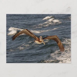 Brown Pelican Postcard Postkarte