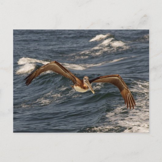 Brown Pelican Postcard Postkarte (Vorderseite)