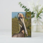 Brown Pelican Postcard Postkarte (Stehend Vorderseite)