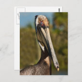 Brown Pelican Postcard Postkarte (Vorne/Hinten)