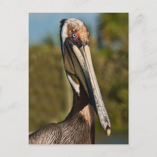 Brown Pelican Postcard Postkarte (Vorderseite)