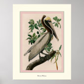 Brown Pelican Poster (Vorne)