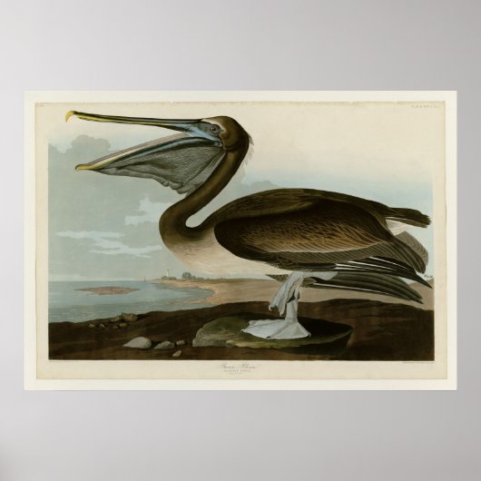 Brown Pelican Poster (Vorne)
